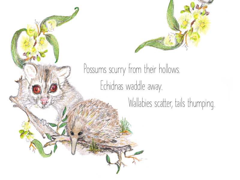 Drawing of a possum and an echidna. Writing says "Possums scurry from their hollows. Echidna waddle away. Wallabies scatter, tails thumping."