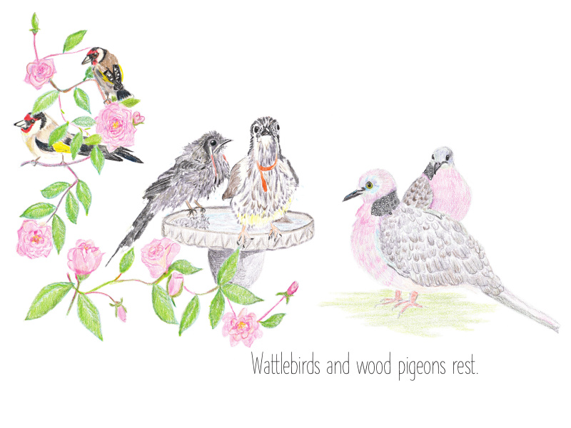 Drawing of birds standing among flowers. Writing says "Wattlebirds and wood pigeons rest."